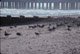 more laughing gulls