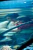 Through the tank