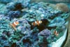 Clown fish