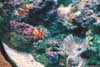 More clown fish