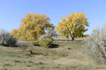 Westminster Hills Dog Park