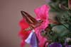 Hawk Moth