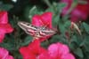 Hawk Moth