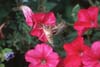 Hawk Moth